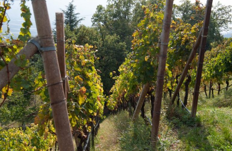 plantitscherhof-oldtimer-hotel-meran-suedtirol_classic-portal_297